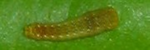 Larvae